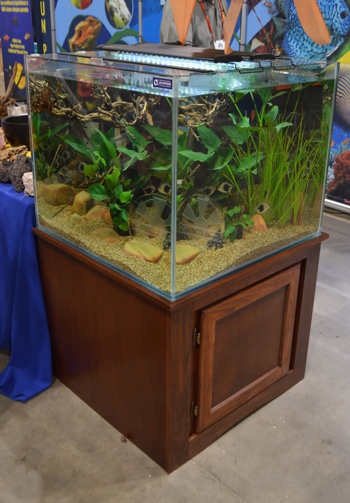 Livestock wholesaler Sunpet had a stunning shoal of Blackberry Silver Dollars roaming around this large cube aquarium.