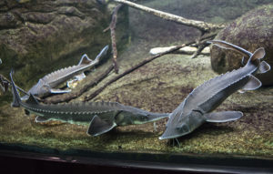 Not all the impressive fish at Shedd are tropical. These Sturgeon are North American natives