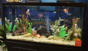 Another Aquatic Experience display at the entrances to the show featured Goldfish.