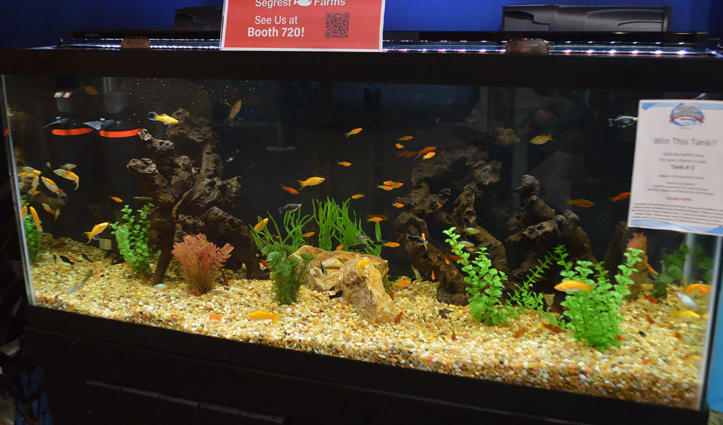 Mollies and Swordtails furnished by Segrest Farms filled this Livebearer display at the entrance of the show.