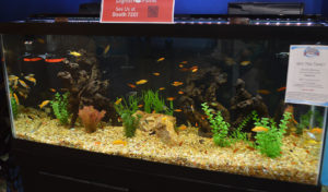 Mollies and Swordtails furnished by Segrest Farms filled this Livebearer display at the entrance of the show.