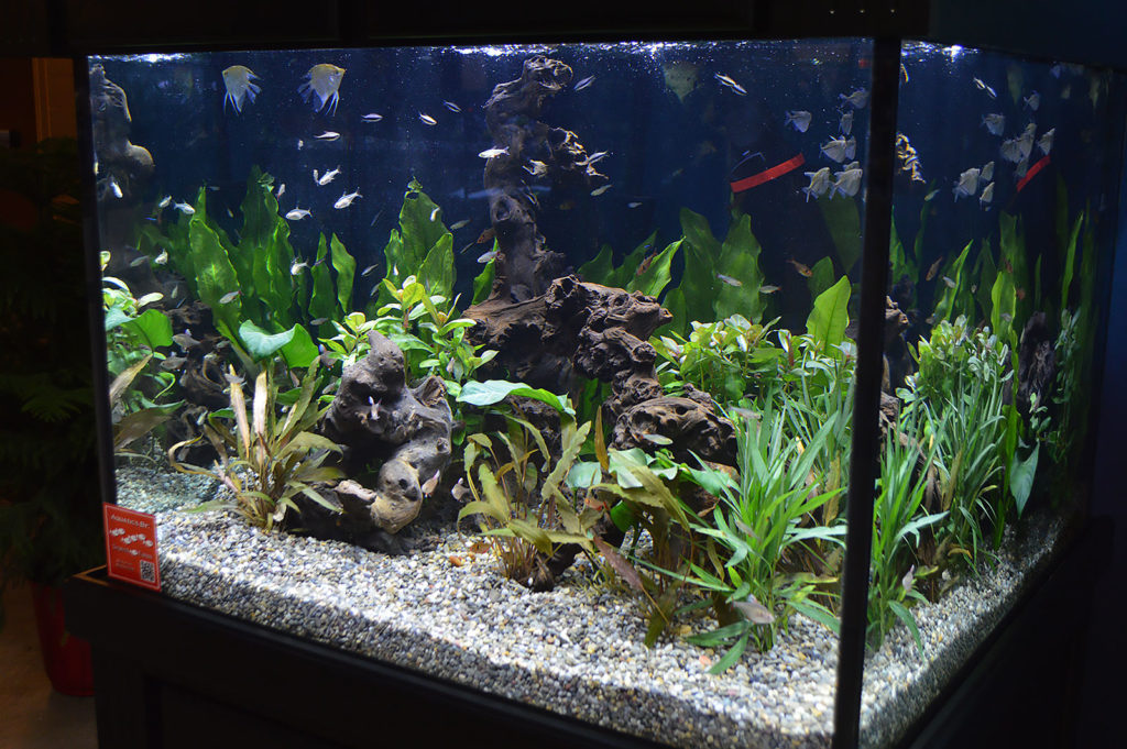 Another of the show displays, this one highlighting fish from the Amazon.