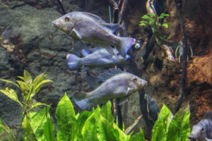 A group of large Retroculus lapidifer in one of the high-current Amazonian exhibits