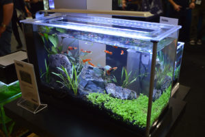 The Fluval Spec V display featured fancy guppies.