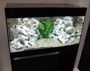 Assorted Lake Malawi mbuna add active color to this aquarium displayed by Fluval.