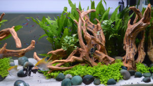Planted tanks were everywhere at the Aquatic Experience - Chicago, 2016. You can see a full-tank-shot of this impressive aquascape at the Fluval booth further down in our pictorial review.