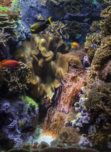 One of the smaller, yet spectacularly aquascaped reef aquarium displays