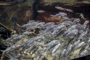 An impressive shoal of full-sized pictus catfish like this is rarely possible to replicate in a home aquarium setting