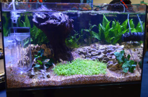 Cobalt introduced their new C-View line of aquariums at the Aquatic Experience - Chicago.