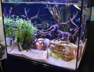 These Colbalt C-View aquariums feature low iron glass, non-tempered rear panels (to allow for drilling), and piano lacquered stands to increase longevity.