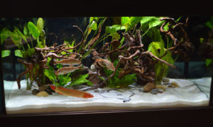 Nautilus Tropical Fish Wholesale had a beautiful display of freshwater predators including Pike Cichlids, Peacock Bass, and freshwater Stingrays.