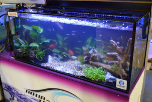 Aqua-Tech Co. also offered up this assemblage of typical community-type aquarium fishes from Aquatics, Inc., all housed in a tank by Planet Aquariums.