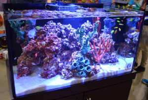 Freshwater fish cavort among artificial corals as Aquarium Adventure shows off a classic example of the, "I want a saltwater tank, with the actual headaches of a saltwater tank," type of aquarium.