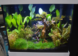For those who feel a certain reaction to the "fake coral, freshwater fish" aesthetic, Aquarium Adventure also presented this beautiful high-end planted tank in a and with innovative design,... Kithros model IFALOS aquarium from Elive. You better believe we're going to show you more of this one.