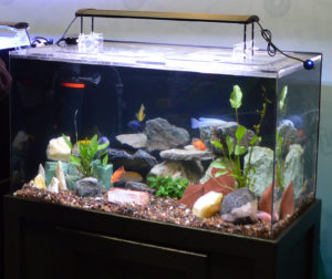 A rocky tank of African Cichlids was present in the Finnex both.