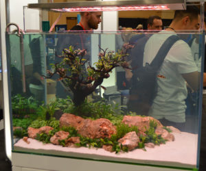 One of two tanks designed by ADG, this one featuring a shoal of Melon Barbs, Haludaria fasciata.