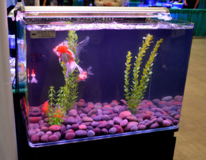 This Goldfish aquarium, set up by Old Orchard Aquarium at the Aquatropic booth, actually grabbed a lot of attention from passerbys. Don't discount the allure of a simple setup with the hobby's oldest "designer" fishes.