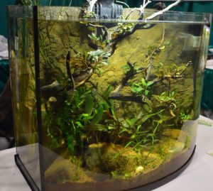 Dustin's Fishtanks had multiple aquariums on display, including this curved front aquarium.
