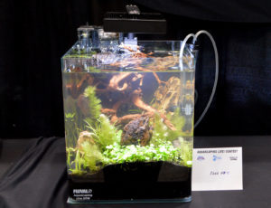 Small tank entry #10