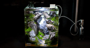 John Pini's nano aquascape took first place in the small tank category of the Aquascaping Live! competition at the 2016 Aquatic Experience - Chicago