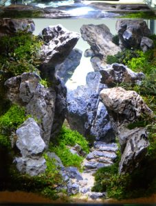 John Pini's masterpiece, titled Guidance, on the day of judging (we've removed the hang on the back filter from this photograph to show you the aquascape as it was meant to be viewed)
