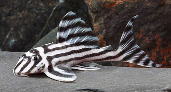 A Smuggler’s Favorite, the Zebra Pleco “L46” Receives CITES Listing