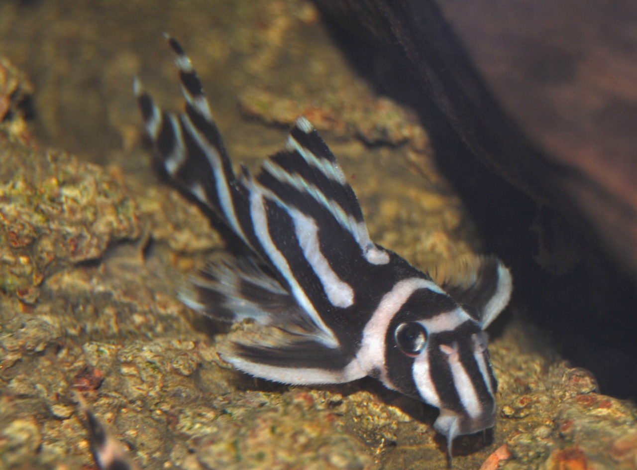 Hypancistrus zebra, the Imperial Zebra Pleco, L46, has been added to CITES ...