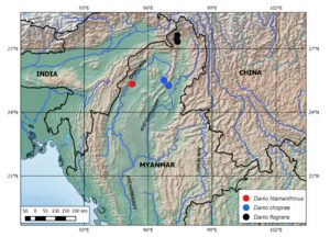 Map of northern part of Myanmar showing collecting localities of Danio choprae, D. flagrans, and D. htamanthinus. Credit: Kullander and Noren, Zootaxa.