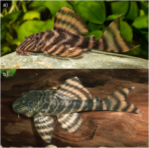Fig 7. Live coloration of Panaqolus tankei. (a) from the region of Vitória do Xingu (live aquarium specimen; photo by R. Heidemann) and (b) from the region of Porto de Moz with more and finer lines on the head (live aquarium specimen; photo by A. Tanke).