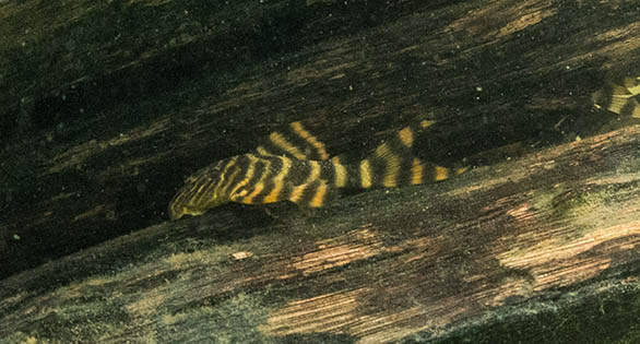 New Tiger Pleco—Panaqolus tankei—Described