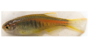A live specimen of the newly described Danio htamanthinus from the new Zootaxa paper by Kullander and NORÉN,