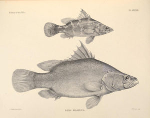 Nile Perch, Lates niloticus, is a rare and ill-suited aquarium offering. It is now also illegal to import to the US or to transport across state lines. Image Source: The fishes of the Nile.. London,Pub. for the Egyptian government by H. Rees, ltd.,1907.. biodiversitylibrary.org/page/35727538 - CC BY 2.0