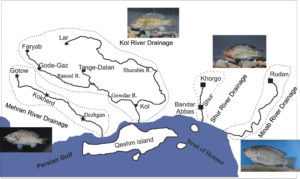 Geographic distribution map of Iranocichla populations in four river drainages of Iran. Symbols indicate our sampling sites and the different taxa. Asterisk = I. hormuzensis, rectangle = I. persa sp. n., circle = Iranocichla sp. “Kol”.