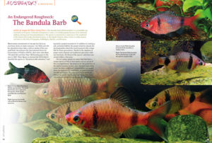 ..."some positive news about nature conservation. In our story on Bandula Barbs you will learn how the extinction of a species in nature was prevented by the committed efforts of many people. In large part this is because the local population was brought on board and enthusiastically supports the project". Hans-Geoge Evers, introducing his article "An Endangered Roughneck: The Bandula Barb". Learn more about the plight of Pethia bandula in the latest issue.
