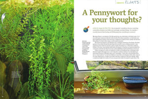 Petra Fitz investigates the intersection of aquarium plants and medicinal herbs in "A Pennywort For Your Thoughts?"