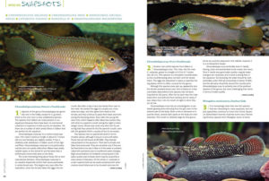 What's new? What's hot? What's worth revisiting? AMAZONAS Magazine's Species Snapshots will keep you in the know. In this issue: Melanie's Mouthbrooder, (Chromidotilapia melaniae), Mrac's Mouthbrooder (Chromidotilapia mrac), the Szechuan Goby (Rhinogobius szechuanensis), the Chinese Kissing Loach (Leptobotia tchangi), an unidentified Stone Loach (Homatula sp.), and the Whiptail Catfish (Rhadinoloricaria macromystax).