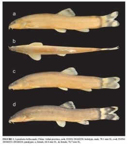 Leptobotia bellacauda; China: Anhsui province, a-b SNHM 20160220, holotype, male, 70.1 mm SL; c-d, SNHM 20160221-20160224, paratypes, c, female, 64.6 mm SL, d, female, 76.7 mm SL. Photo credit: Bohlen et al.
