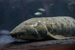Granddad the Australian Lungfish, Shedd's most famous resident, is the oldest living fish in captivity at 83 years old
