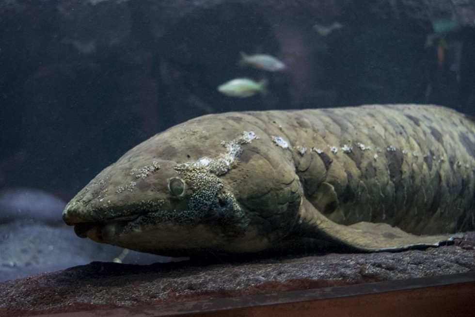 Photo Tour of Chicago's John G. Shedd Aquarium AMAZONAS Magazine