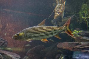 African Tigerfish (Hydrocynus vittatus) in one of the African river exhibits