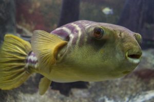 A very photogenic Fahaka Puffer (Tetraodon lineatus)