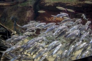 An impressive shoal of full-sized pictus catfish like this is rarely possible to replicate in a home aquarium setting