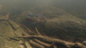 Cichlid species, like this One Spot Eartheater (S. daemon), dominate the underwater life at Cambeua