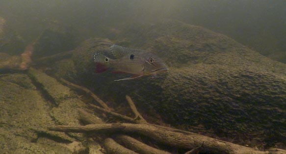 Biotope Video: Cichlid Heaven in the Lower Rio Negro