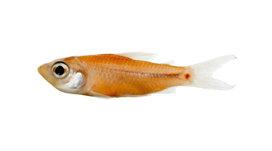 New Fish Species Only YOU Could Love #3: Curimatopsis, Trichomycterus, Corydoras