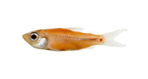 Curimatopsis maculosa, MZUSP 118659, holotype, 24.6 mm SL; Brazil: Pará: Monte Cristo, Rio Tapajós, Amazon basin. Photo Credit: Melo et al.