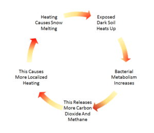 The positive feedback loop in diagram form.