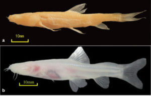 a Holotype of Oreonectes daqikongensis sp. n. NO.CNGZNU20110128002. b A living Oreonectes daqikongensis sp. n. Photo Credit: Deng et al.