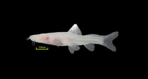 Oreonectes daqikongensis sp. n.