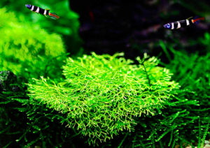 Even somewhat challenging species like Riccia fluitans readily adapt to aquariums when tissue cultured